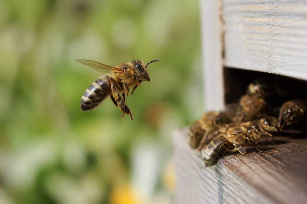 Abeilles ailes : comprendre leur rôle et protéger vos ruches