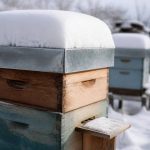 Abeille hivernage : protéger la ruche pendant l’hiver