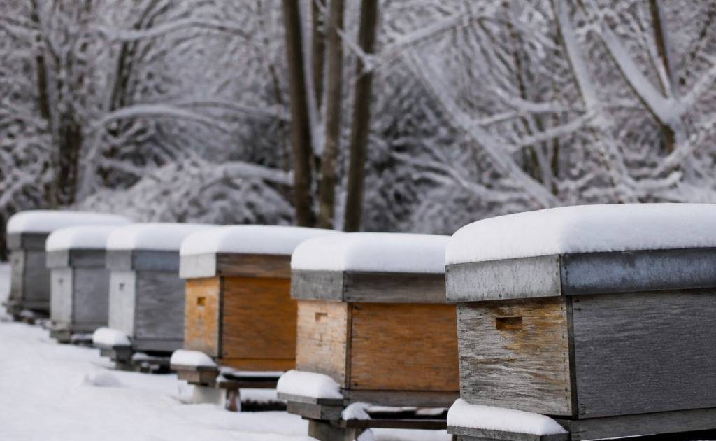 Abeilles hivernage : comment protéger la ruche pendant l’hiver