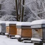 Abeilles hivernage : comment protéger la ruche pendant l’hiver