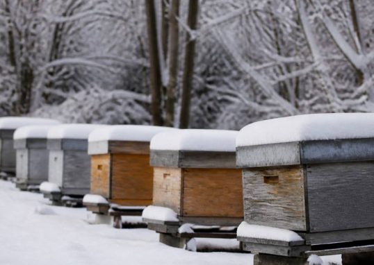 Abeilles hivernage : comment protéger la ruche pendant l’hiver