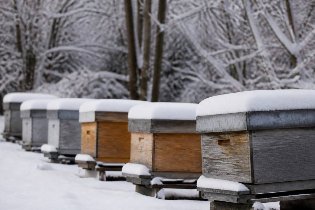 Abeilles hivernage : comment protéger la ruche pendant l’hiver