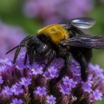 Abeille charbonnière : comment l’identifier et la protéger