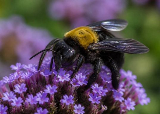Abeille charbonnière : comment l’identifier et la protéger