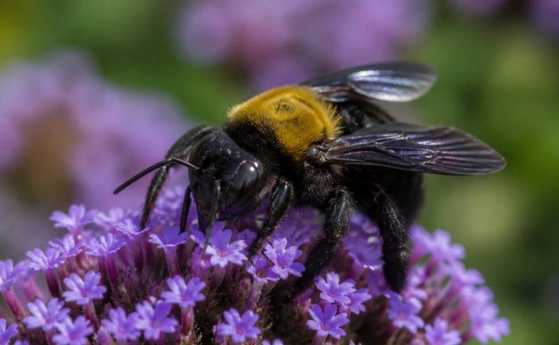 Abeille charbonnière : comment l’identifier et la protéger