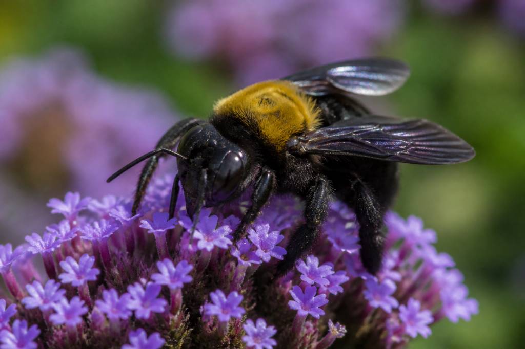 Abeille charbonnière : comment l’identifier et la protéger