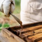 A quoi sert le propolis en apiculture