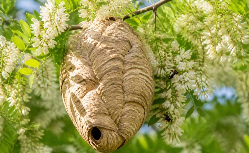 Acacia floraison : quand faire appel pour détruire un nid de frelons asiatiques ou de guêpes