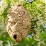 Acacia floraison : quand faire appel pour détruire un nid de frelons asiatiques ou de guêpes