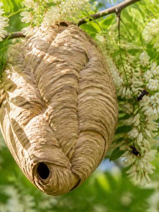 Acacia floraison : quand faire appel pour détruire un nid de frelons asiatiques ou de guêpes
