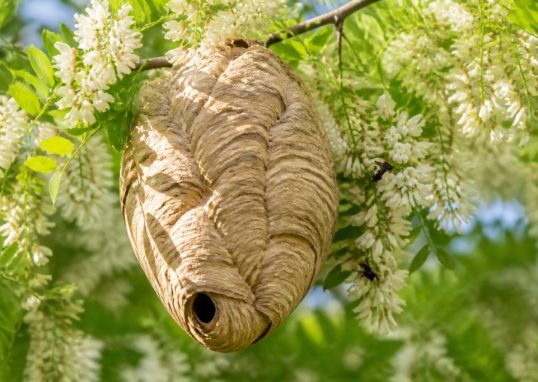 Acacia floraison : quand faire appel pour détruire un nid de frelons asiatiques ou de guêpes