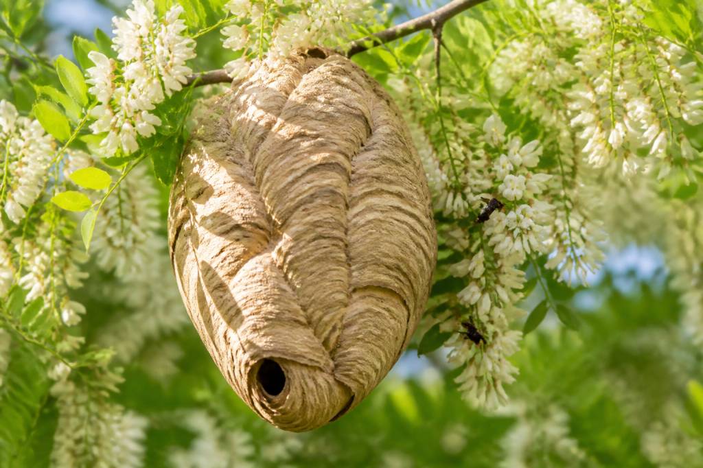 Acacia floraison : quand faire appel pour détruire un nid de frelons asiatiques ou de guêpes