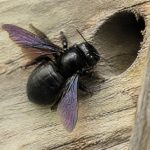 Abeille de charpente : comment la reconnaître et protéger votre maison