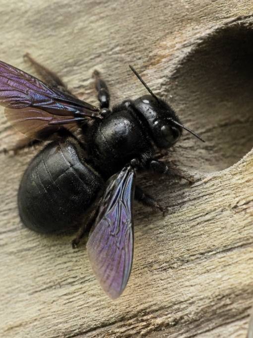 Abeille de charpente : comment la reconnaître et protéger votre maison
