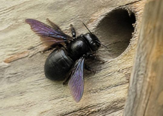 Abeille de charpente : comment la reconnaître et protéger votre maison