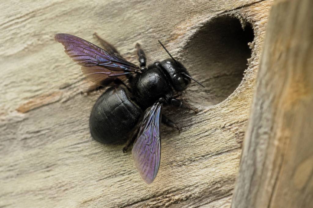 Abeille de charpente : comment la reconnaître et protéger votre maison