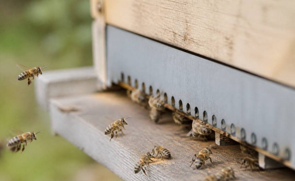 Abeilles carnica : comprendre leur comportement et leur intérêt en apiculture