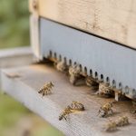 Abeilles carnica : comprendre leur comportement et leur intérêt en apiculture