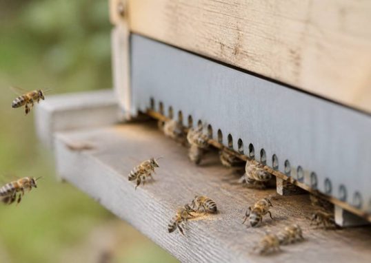 Abeilles carnica : comprendre leur comportement et leur intérêt en apiculture