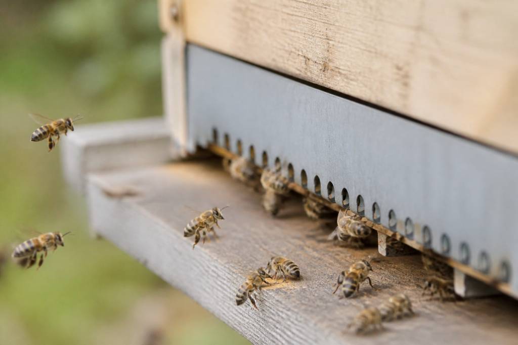 Abeilles carnica : comprendre leur comportement et leur intérêt en apiculture