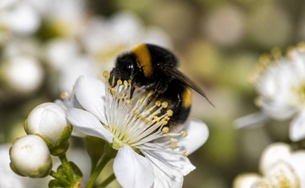 A quoi sert les bourdons dans la nature et l’apiculture