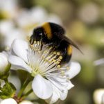 A quoi sert les bourdons dans la nature et l’apiculture