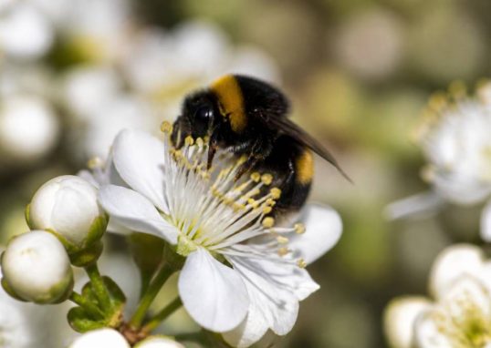 A quoi sert les bourdons dans la nature et l’apiculture