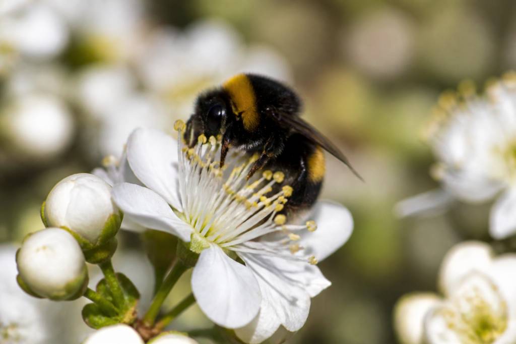 A quoi sert les bourdons dans la nature et l’apiculture