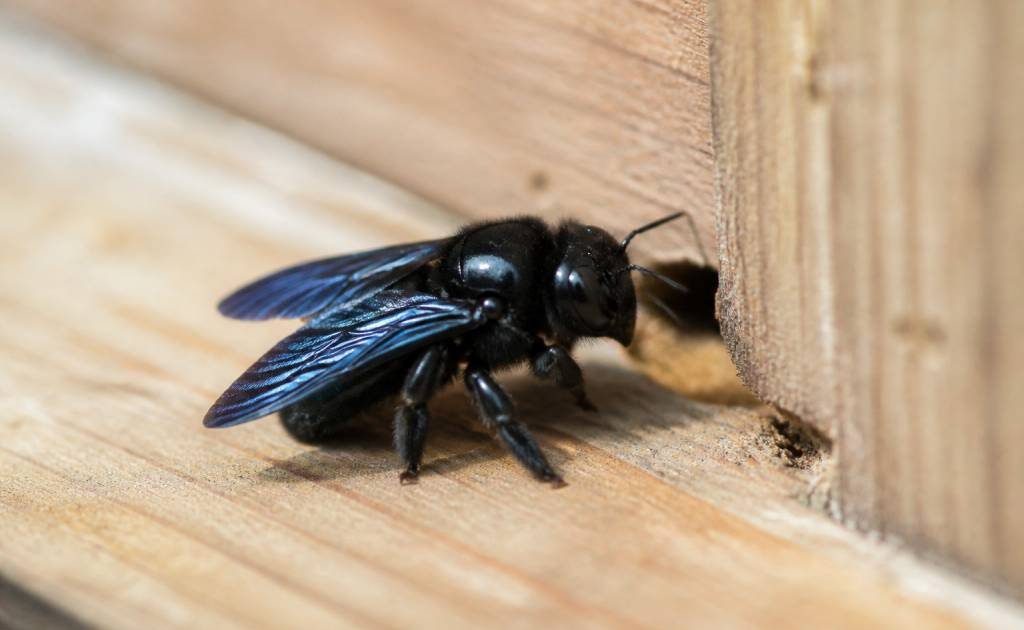 Abeille charpentière danger : comment la reconnaître et protéger votre habitation