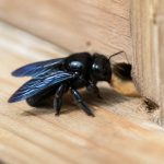 Abeille charpentière danger : comment la reconnaître et protéger votre habitation