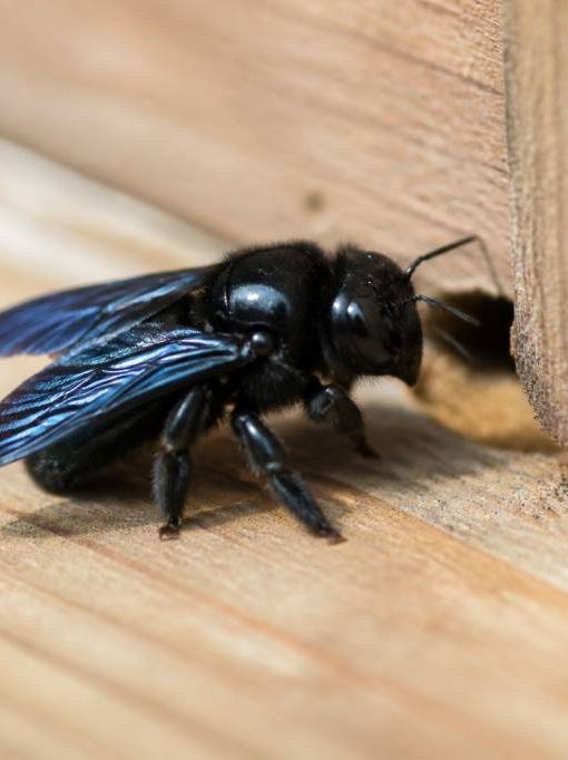 Abeille charpentière danger : comment la reconnaître et protéger votre habitation