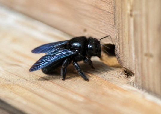 Abeille charpentière danger : comment la reconnaître et protéger votre habitation