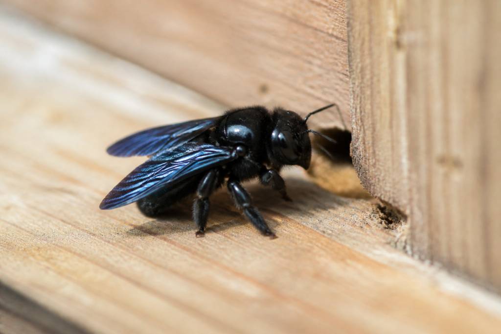 Abeille charpentière danger : comment la reconnaître et protéger votre habitation