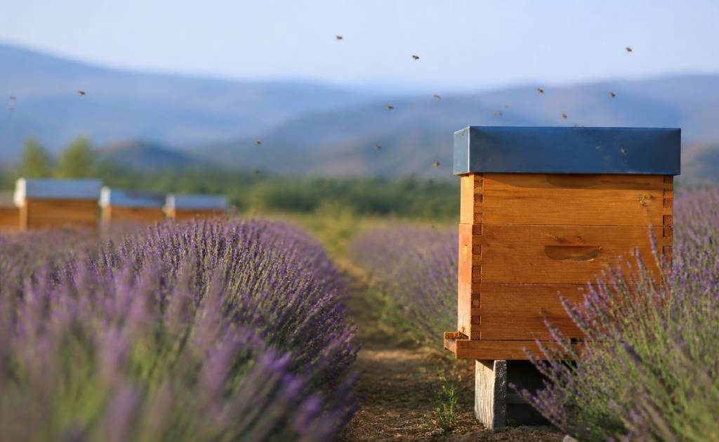 Abeilles lavande : comment protéger les ruches et favoriser la pollinisation