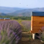 Abeilles lavande : comment protéger les ruches et favoriser la pollinisation