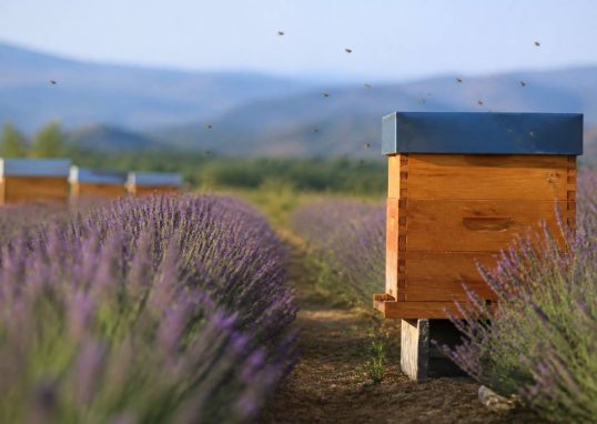 Abeilles lavande : comment protéger les ruches et favoriser la pollinisation