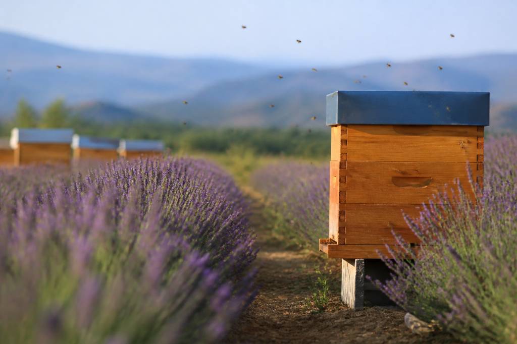 Abeilles lavande : comment protéger les ruches et favoriser la pollinisation