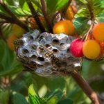 Arbouse en saison : comment reconnaître et protéger les abeilles et les nids de guêpes