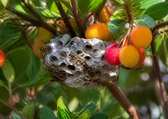 Arbouse en saison : comment reconnaître et protéger les abeilles et les nids de guêpes