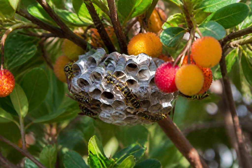 Arbouse en saison : comment reconnaître et protéger les abeilles et les nids de guêpes