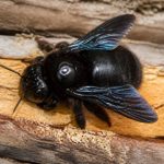 Abeille des charpentes : comment la reconnaître et agir rapidement