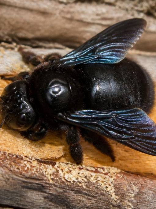 Abeille des charpentes : comment la reconnaître et agir rapidement