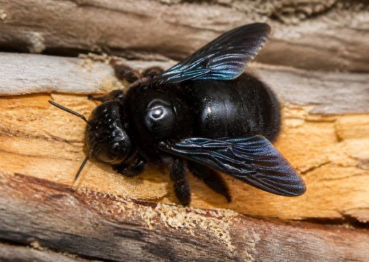 Abeille des charpentes : comment la reconnaître et agir rapidement