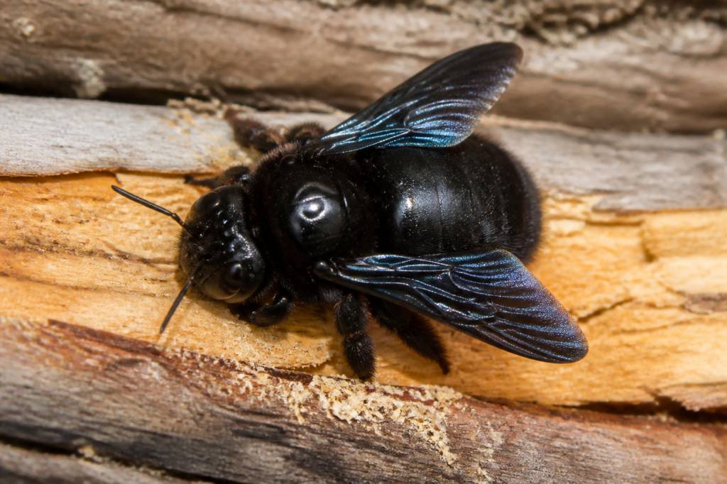 Abeille des charpentes : comment la reconnaître et agir rapidement