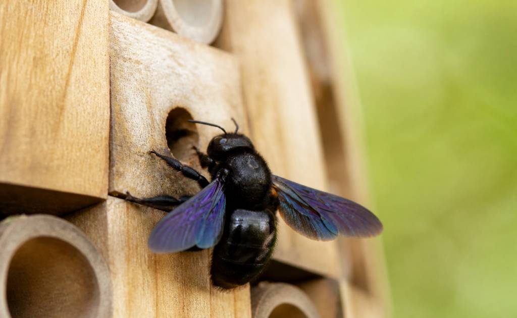 Abeilles xylocopes : comment les reconnaître et agir efficacement