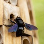Abeilles xylocopes : comment les reconnaître et agir efficacement