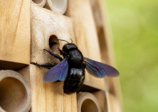 Abeilles xylocopes : comment les reconnaître et agir efficacement
