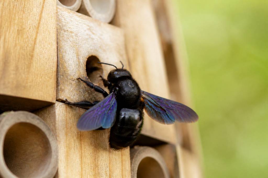 Abeilles xylocopes : comment les reconnaître et agir efficacement