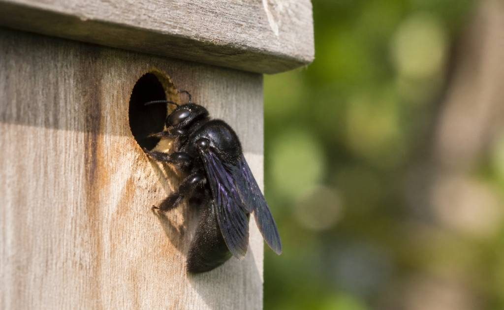 Abeilles charpentières : comment les identifier et s’en débarrasser durablement