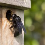 Abeilles charpentières : comment les identifier et s’en débarrasser durablement